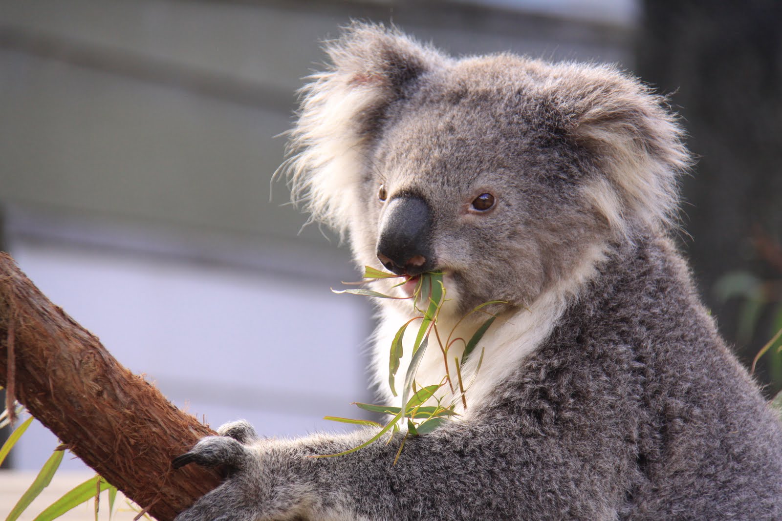 Koala Bear, photograph by Donald Shearman